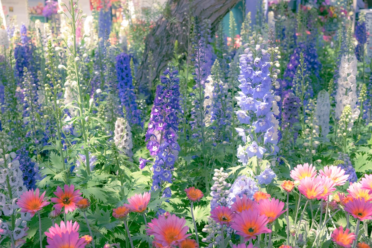 Delphinium Faerie Garden Print product image (2)