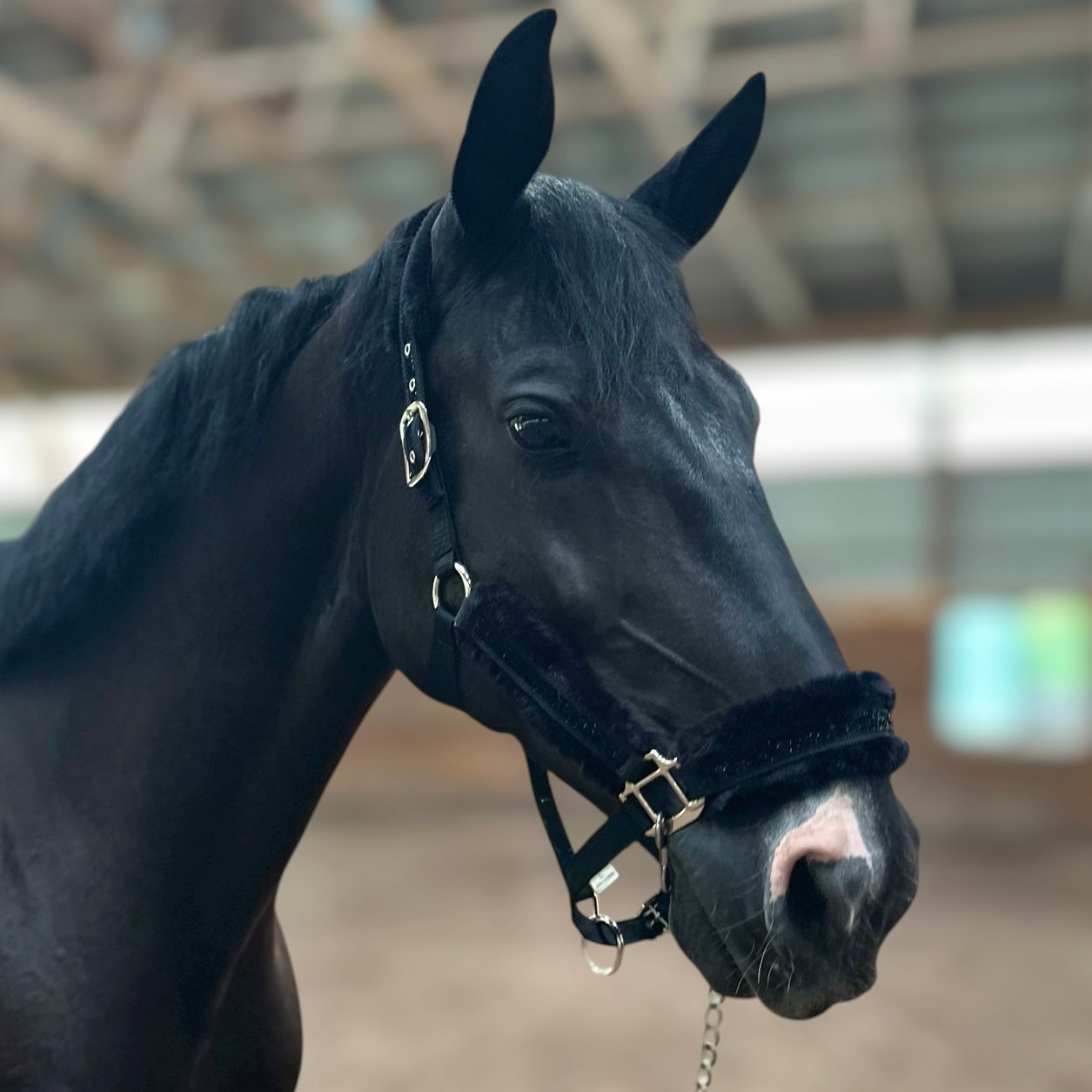 LSP Premium Fuzzy Sparkle Black Halter product image (3)