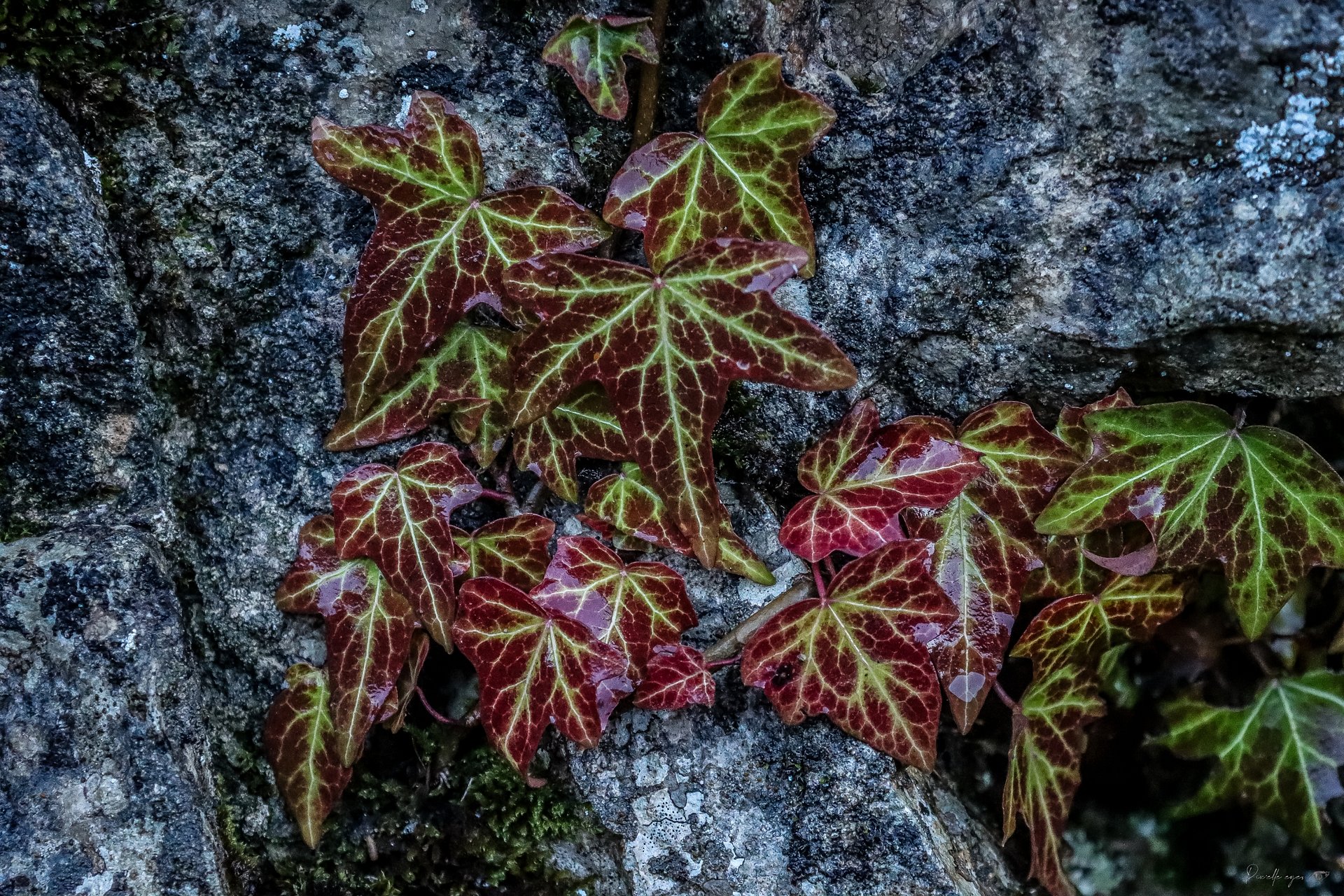 Fine Art – Crimson Veins of Nature product image (1)