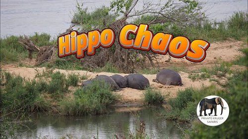 Hippo was lying relaxed and suddenly jumped into the water. Something spooked them !! 

#hippos #krugernationalpark #privatet...