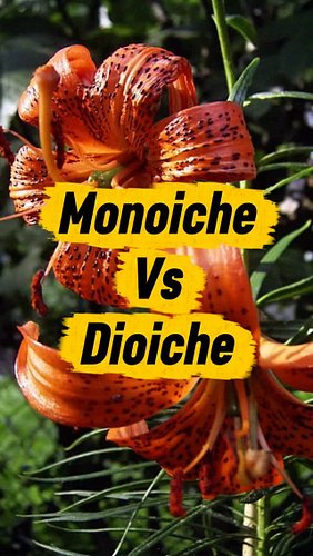 Il sesso delle piante 🍆🥔

La botanica individua diverse casistiche in base alla disposizione degli organi sessuali sul fiore ...