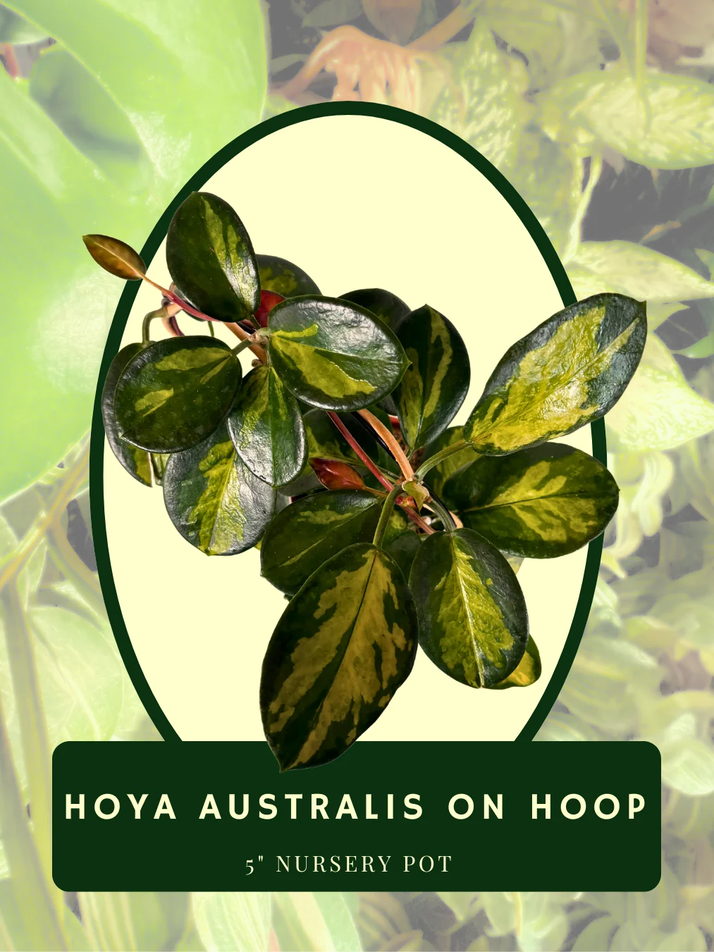Hoya Australis on Hoop product image (2)