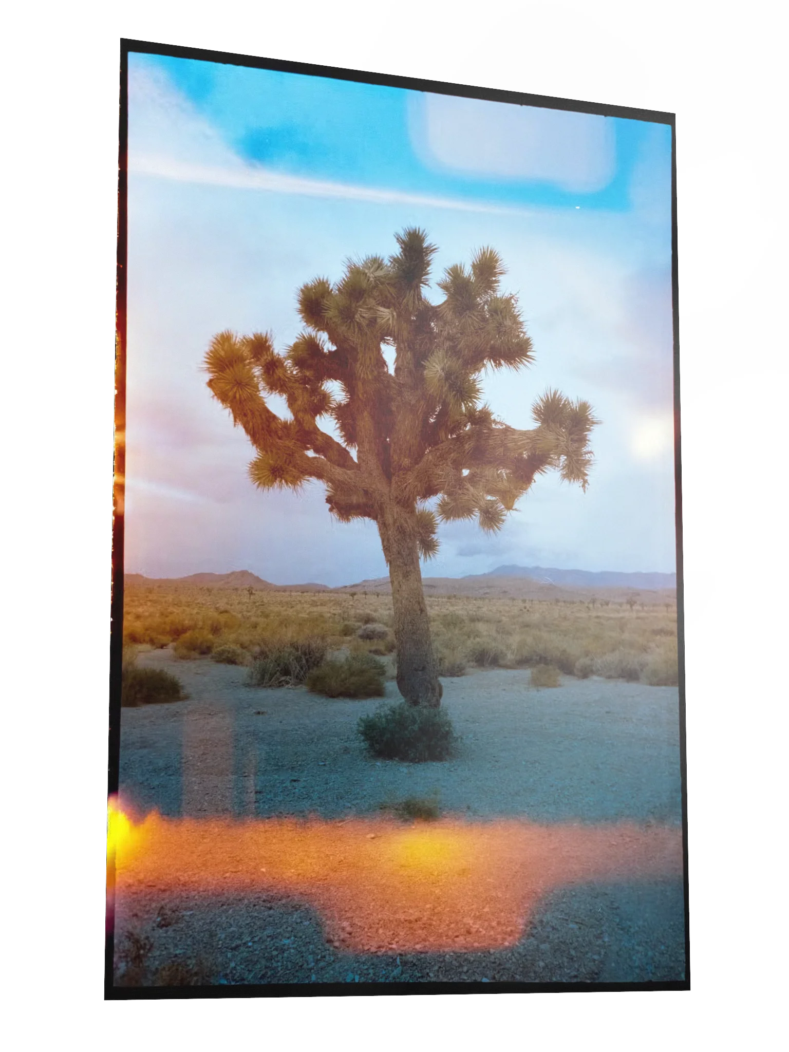 Joshua Tree Print product image (3)