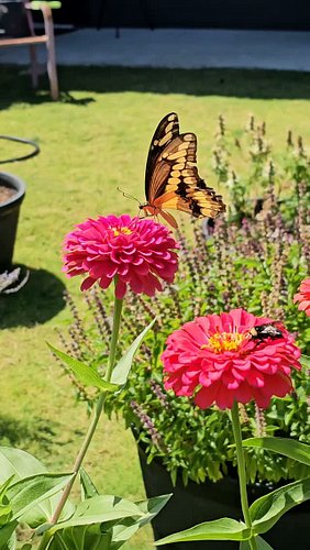 POV: You're filming a Giant Swallowtail Butterfly and catch a beautiful moment with a Bumblebee on the same flower 🦋 🐝

I cou...