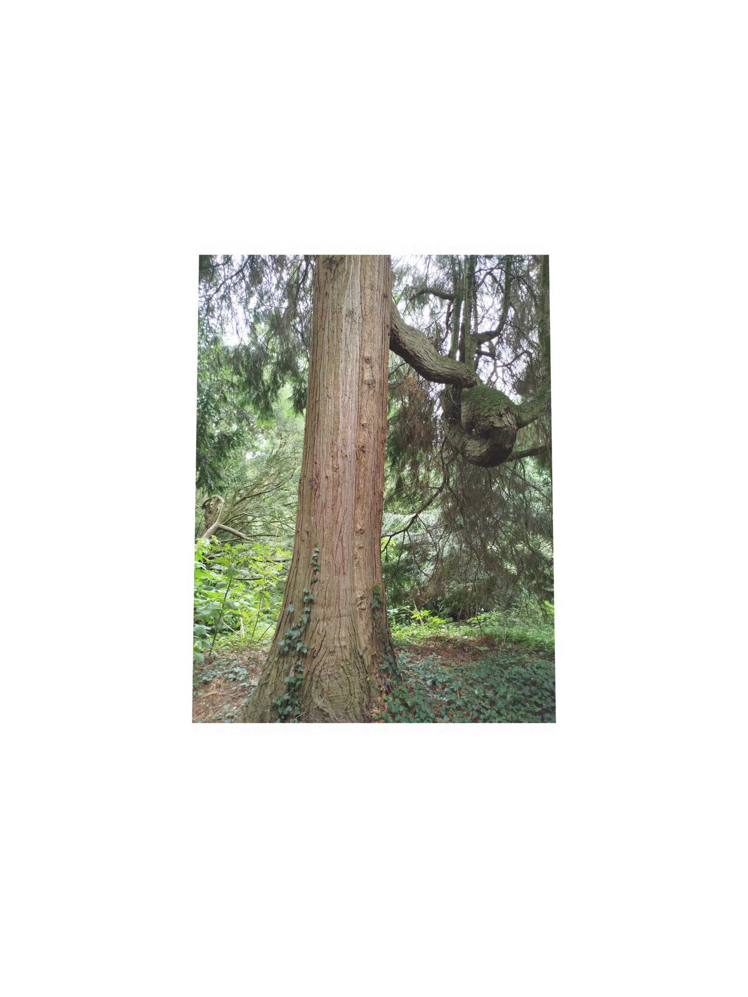 Tree trunk wall art print product image (4)