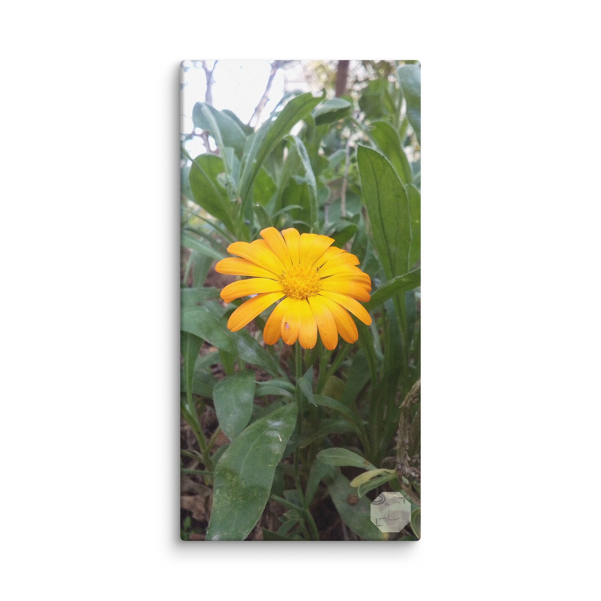 Marigold - Canvas Fine Art product image (1)