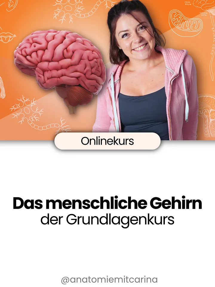 Das Gehirn | der Grundlagenkurs product image (1)