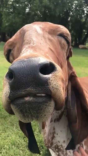2200-pound cow thinks he’s just a giant lap dog

Special thanks to Shara, Bhima and all his friends: 
@sashafarm

#cow #cowre...