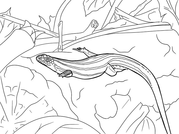 Coloring Page- Five-lined Skink product image (1)