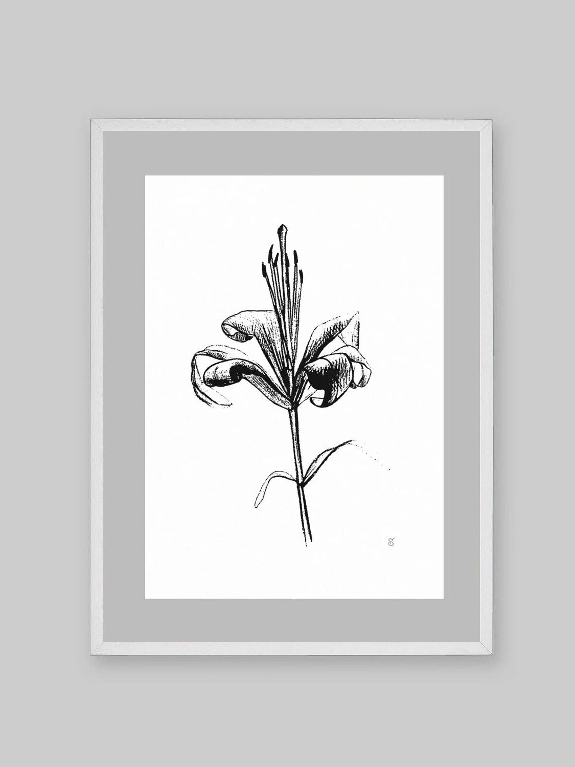 Lily Elegance Poster - Fine Flower Light product image (10)