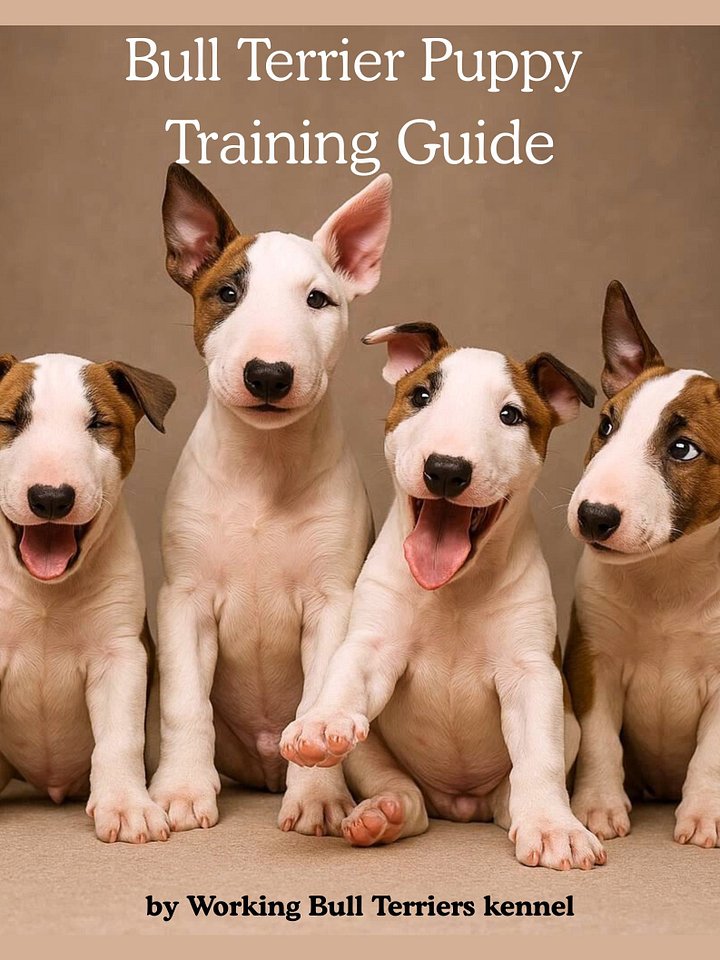 Bull Terrier Puppy Training Guide — Step by Step product image (1)