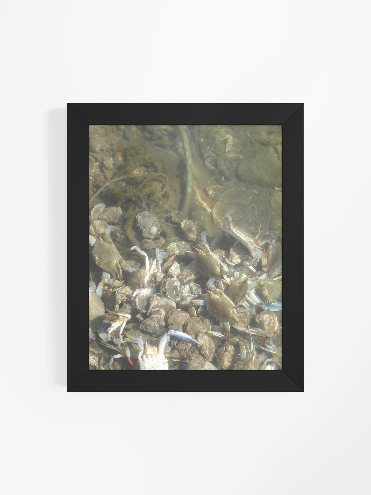Murky Marine Life Framed Poster product image (4)