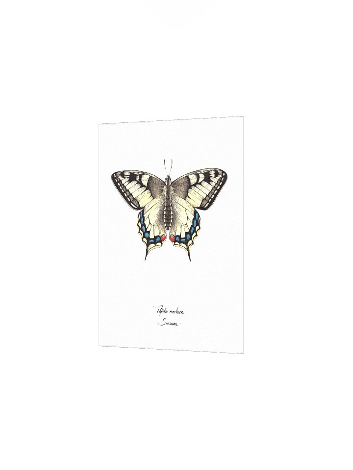 Papilio Machaon • Print product image (3)