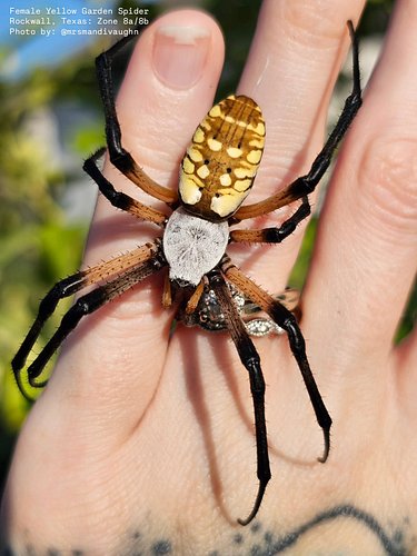 No, this isn't AI. This is my real hand and my real yellow garden spider (Argiope aurantia), the same girl from my video the ...