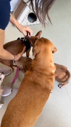 The pack welcoming Chiquitin when he got back from the vet 🤗

#chicathedoberman #chiquitin #chihuahua