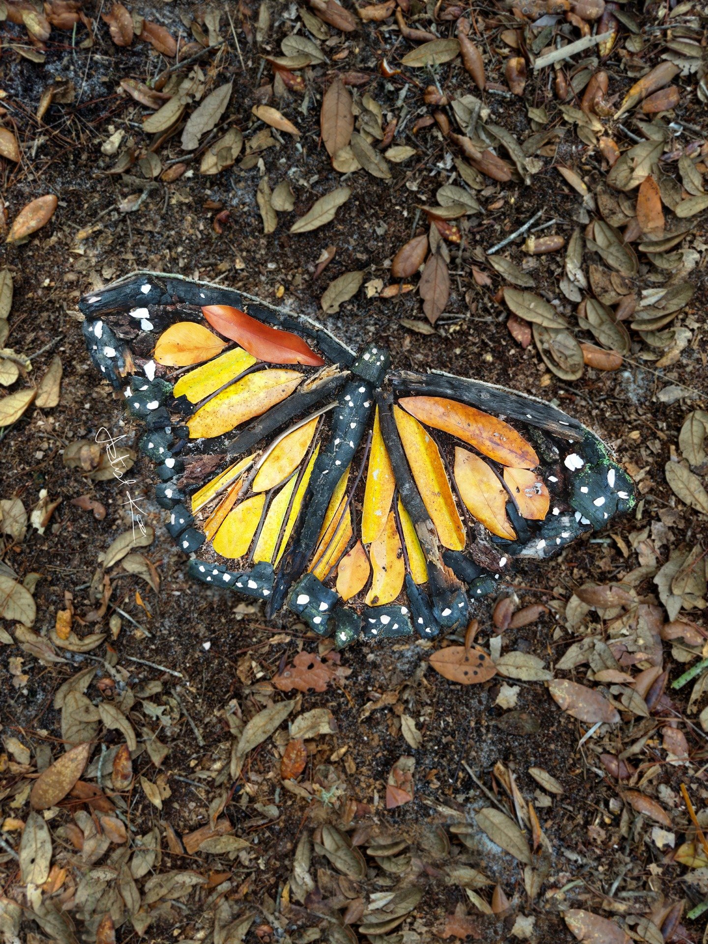 MONARCH BUTTERFLY | Phone Wallpaper product image (2)