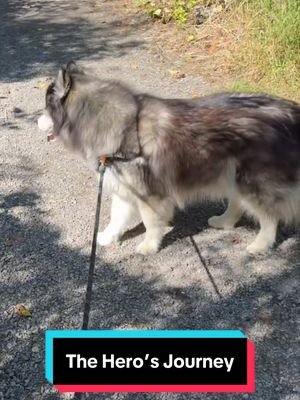 In their defense, they’ve mastered the whole “refuse the call” thing. 🐺📖😒 #siberianderpskies #husky #siberianhusky #dogsoftiktok #huskiesoftiktok 
