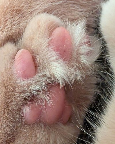 How about some toe beans for your Caturday? Hope it's a good one!