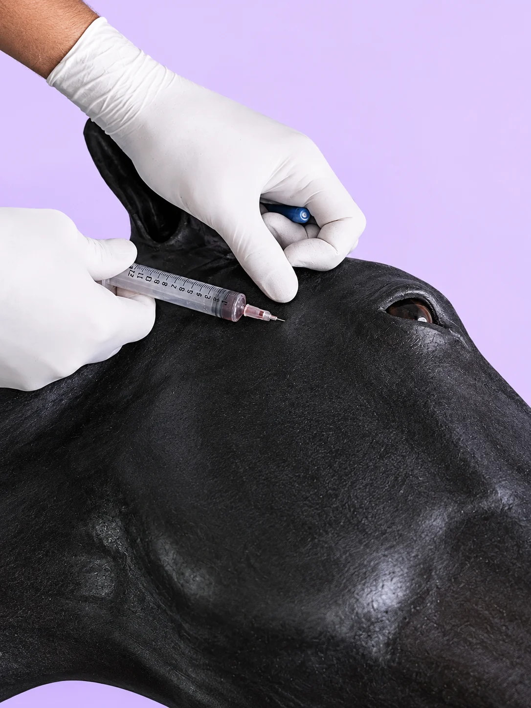 All-In-One Equine Procedures Simulator (Hyperrealistic) product image (1)