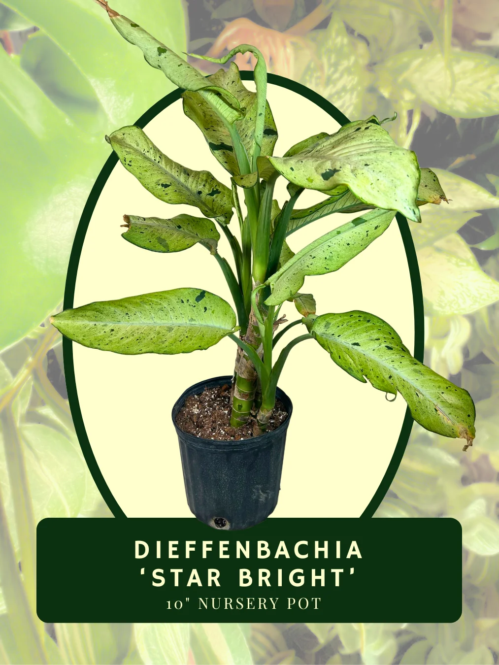Dieffenbachia ‘Star Bright’ product image (1)