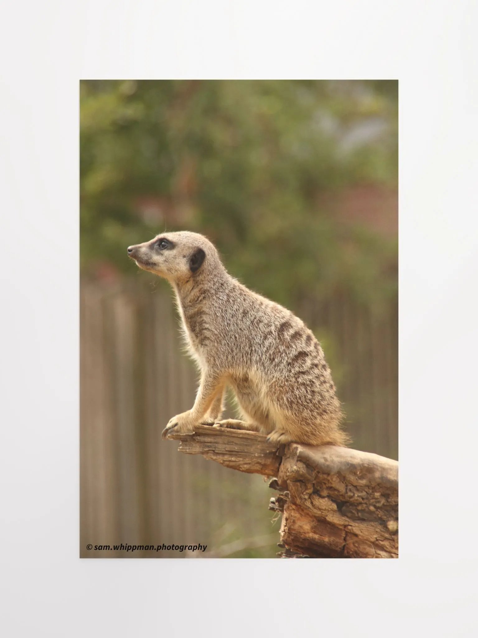 Meerkat Prints product image (4)