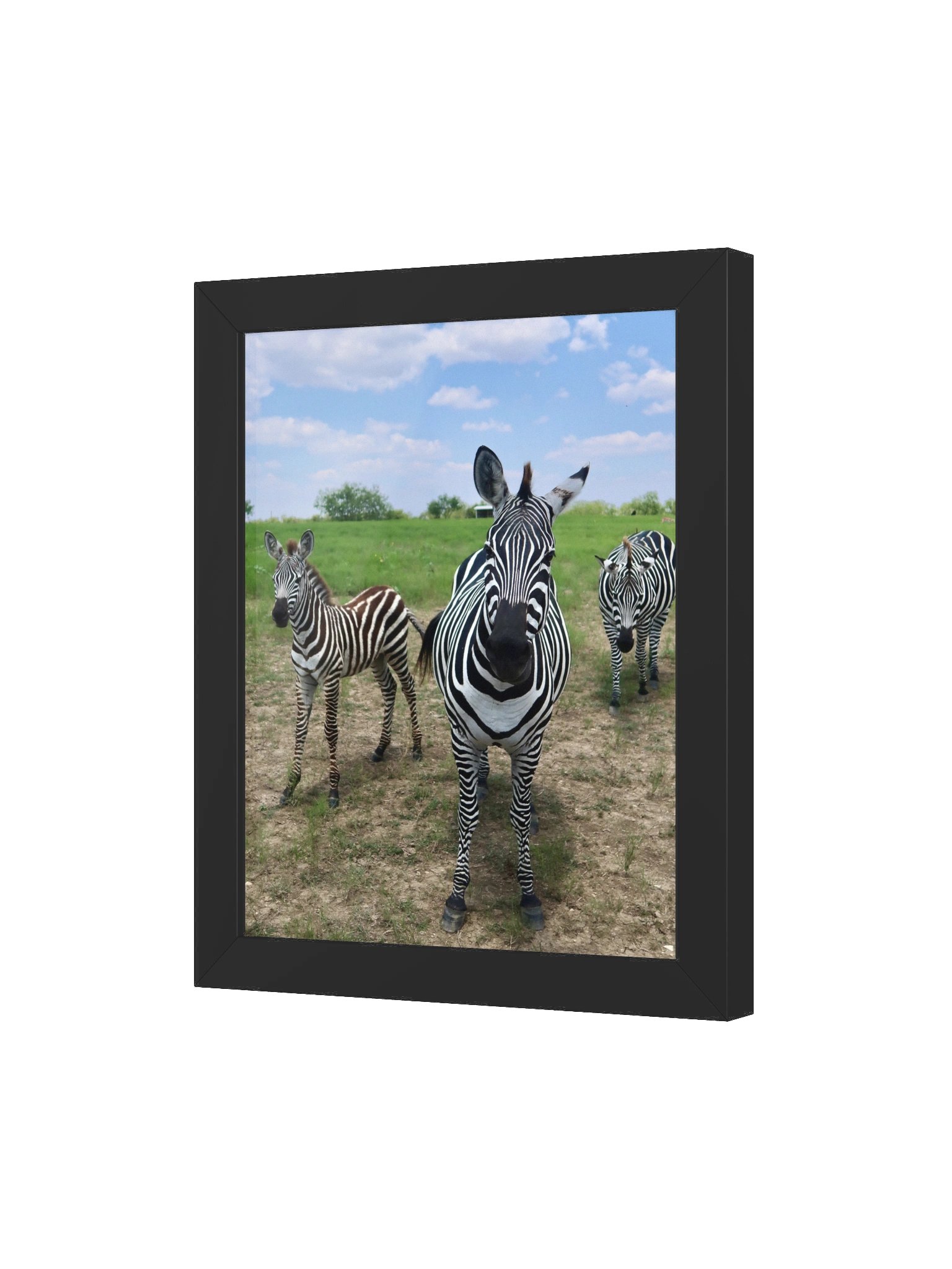 Zebras product image (55)