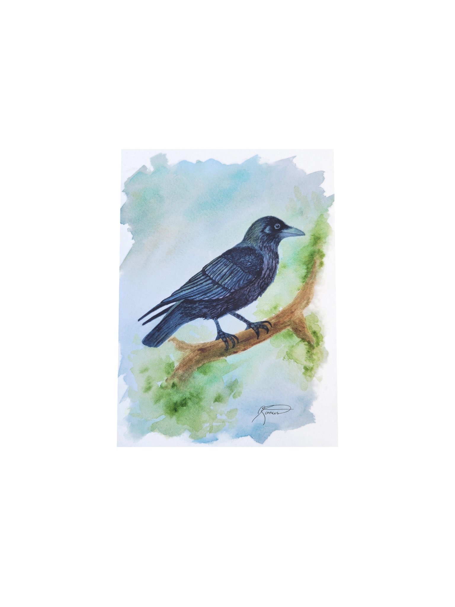 American Crow (2025) product image (4)