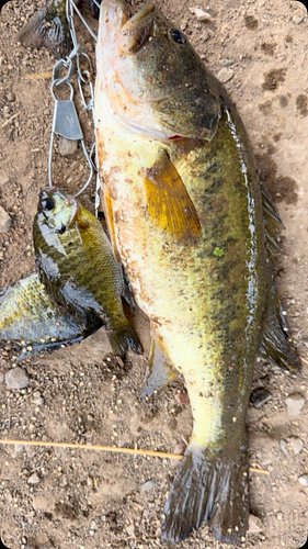 Was catching Blue gill for a stew and ended up catching my PB Largemouth! 1.81lb and 15 & 3/4 inches long #fyp #trending #vir...