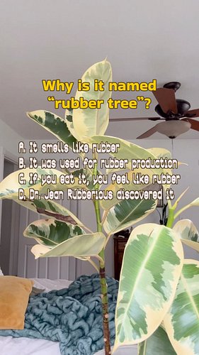 Did you ace the one question quiz? 

Full history and care guide on the Plant School Podcast, episode 192!

#houseplantcommun...