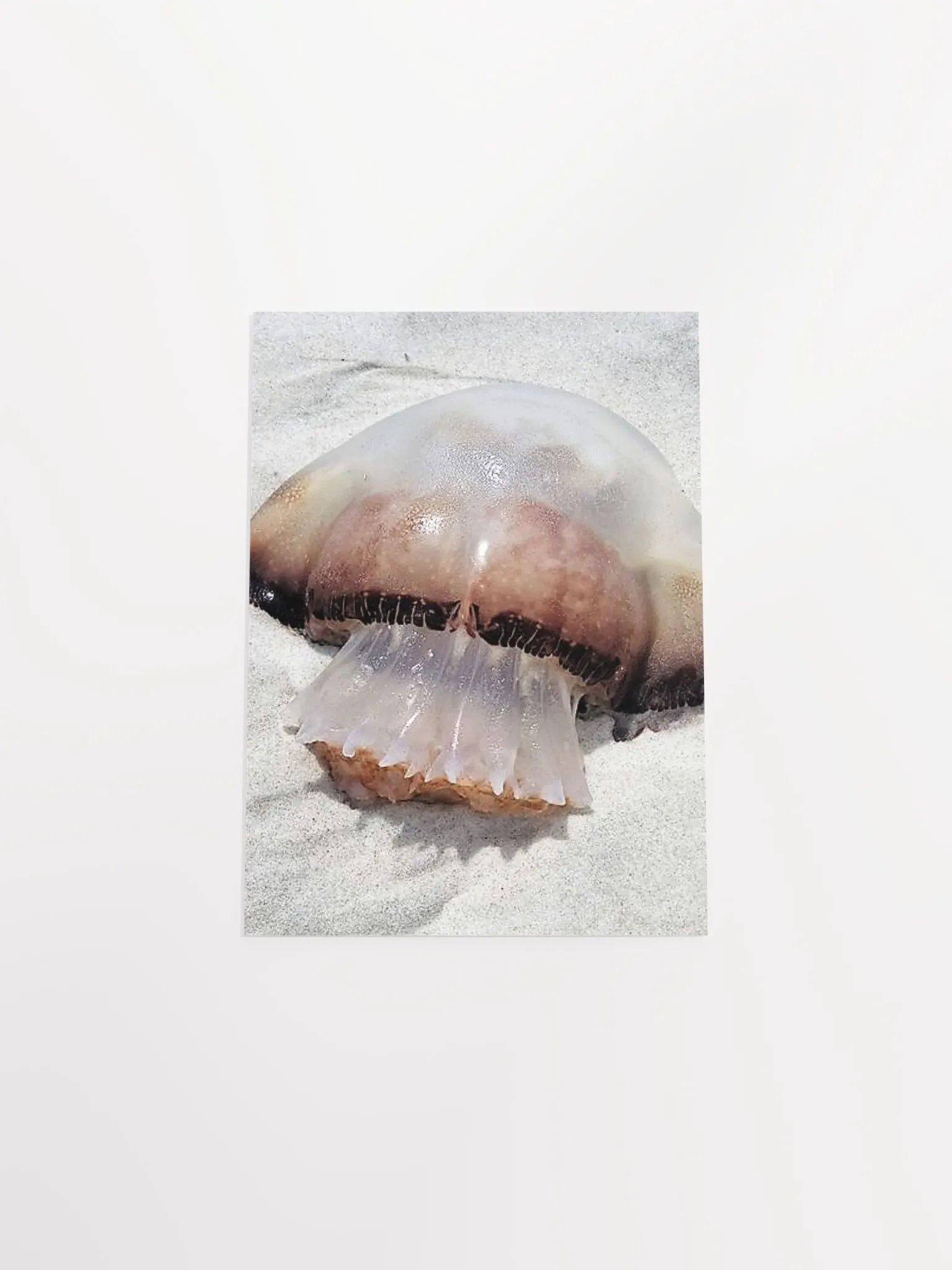 Jellyfish product image (45)