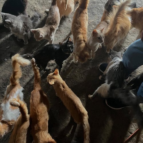 Today, we are in Marshall County, helping with a colony of over 60 stray cats. In partnership with A Safe Place Inc and KSU S...