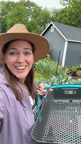 This rainy day #harvest includes strawberries, pak choi, radishes, green onions, garlic scapes, and chive blossoms from my #b...