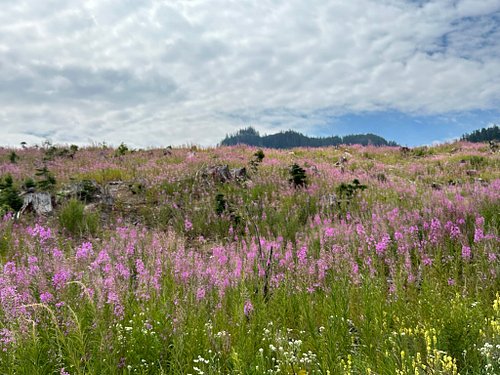 After the last few posts, it is time to post habitat photos of Chamaenerion angustifolium (Chamerion angustifolium in the Jep...