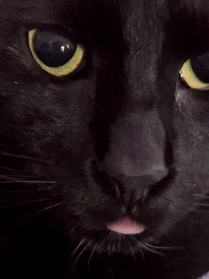 King of the bleps #kitty #blackcat 