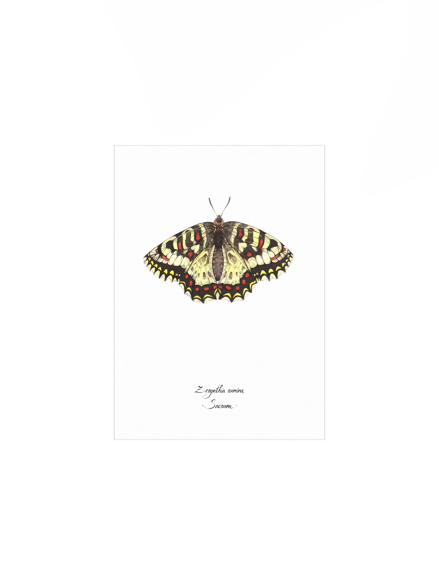 Zerynthia Rumina • Print product image (1)