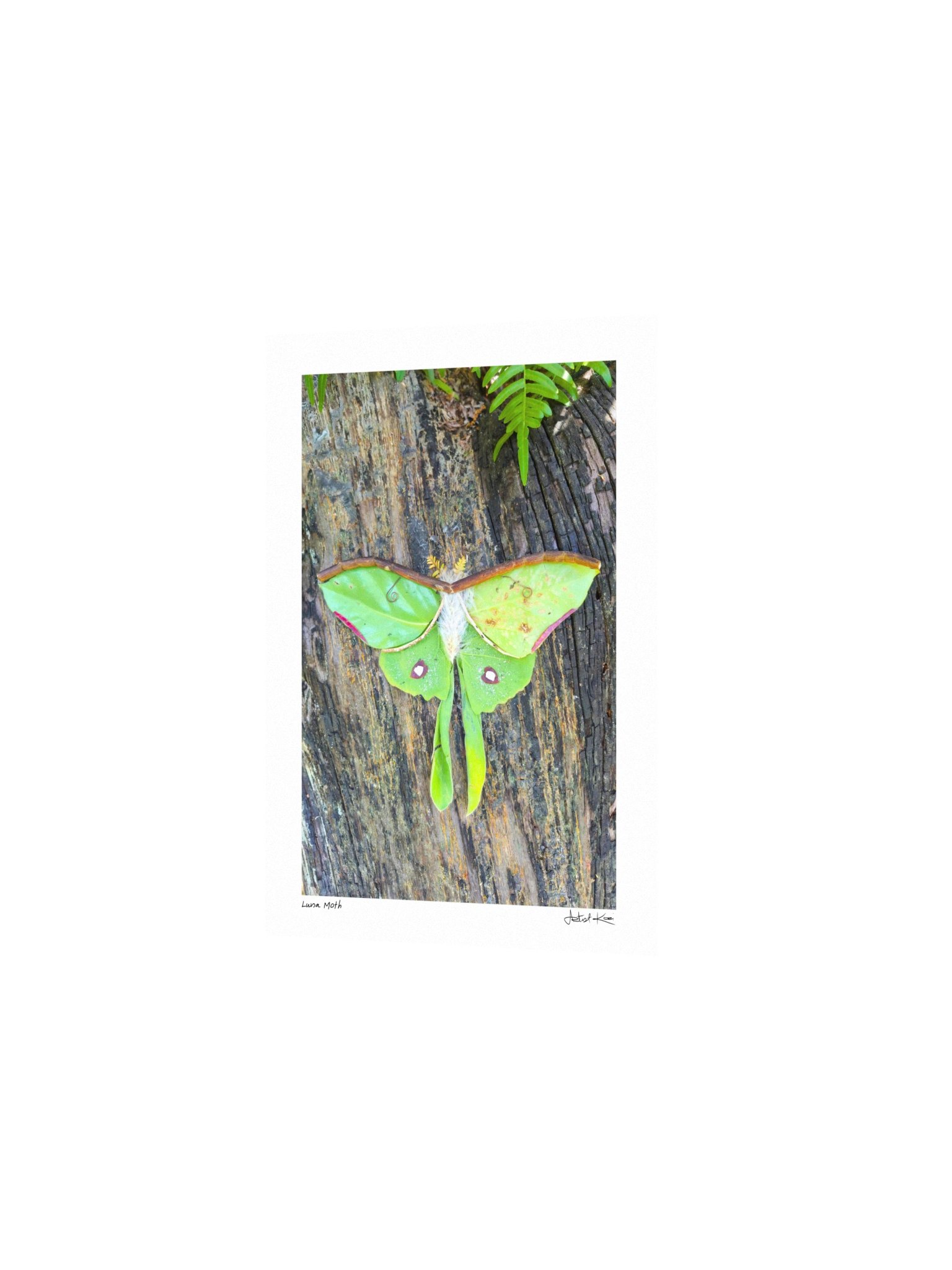 LUNA MOTH | Mini Print product image (2)