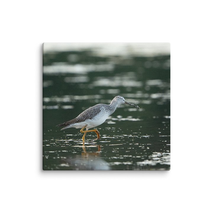 Yellowlegs Flicking Water product image (1)