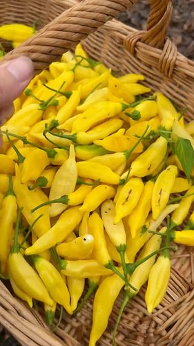 This #harvest includes lemon drop peppers from my #backyardgarden that I turn into spicy pepper jelly #growyourownfood #maryland