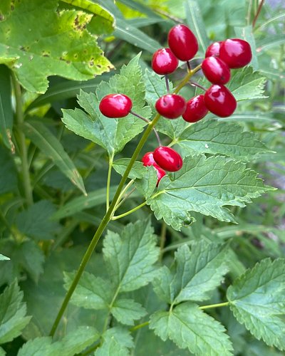 Actaea rubra, Baneberry or Red Cohosh, in the Ranunculaceae, Buttercup Family, has beautiful and poisonous red berries.

I ha...