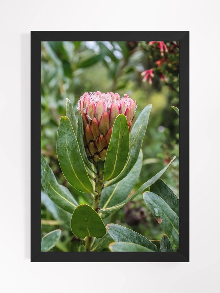 Print Fine Art - Susara The Hidden Bloom product image (1)