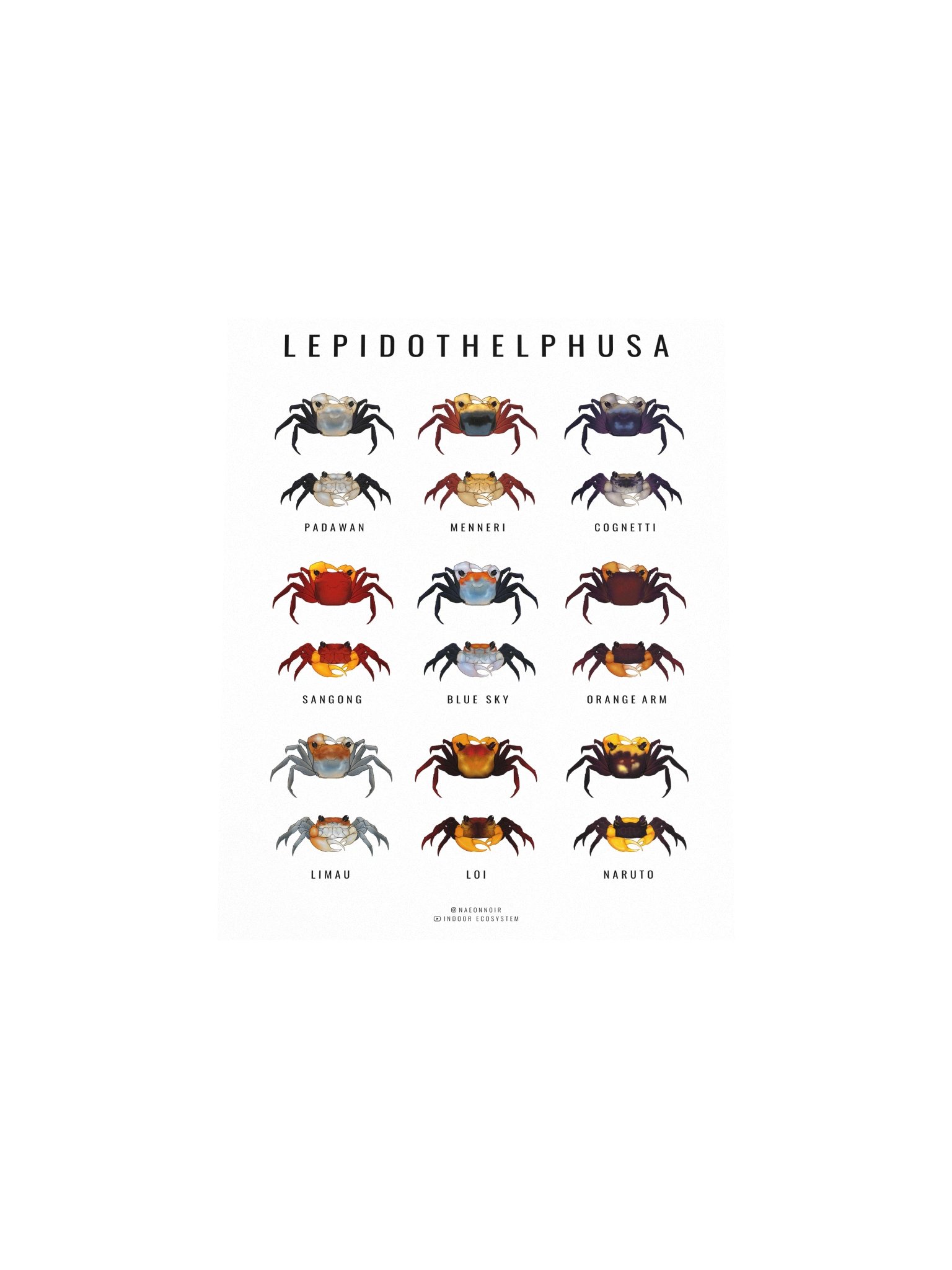 LEPIDOTHELPHUSA BORNEO CRAB POSTER (WHITE) product image (4)