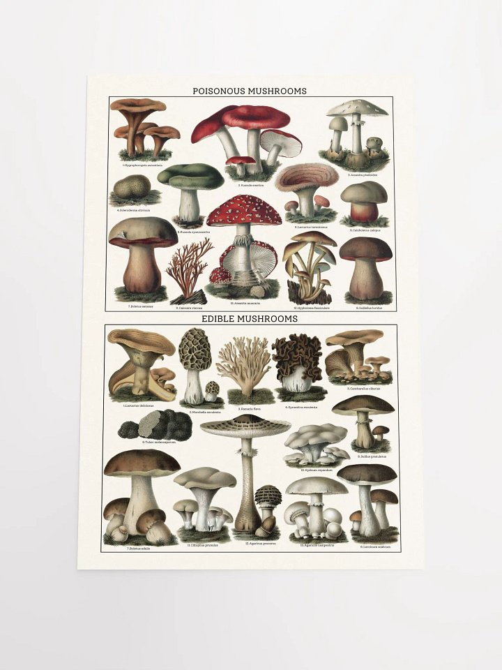 Fungi Kingdom: Poisonous vs Edible Poster product image (1)
