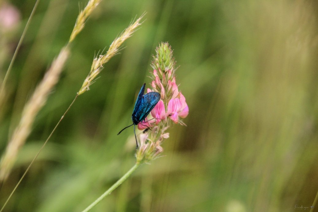 Fine Art - Velvet Assassin - The Deadly Elegance of Zygaena minos product image (1)