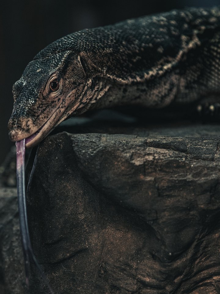 Asian Water Monitor Perched product image (1)