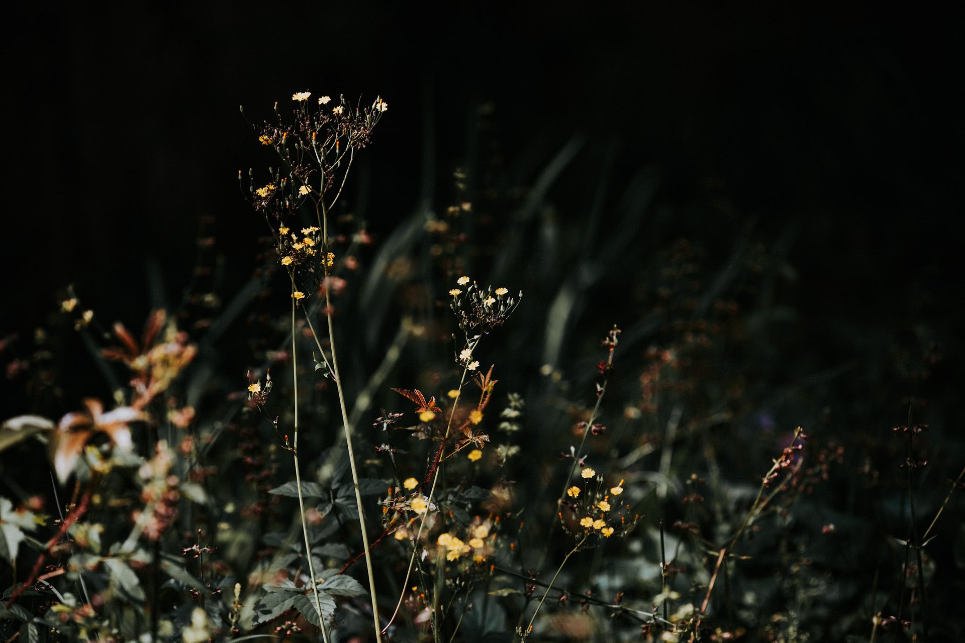 Little suns product image (1)