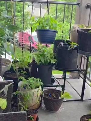 June Balcony Container Garden Tour 2026