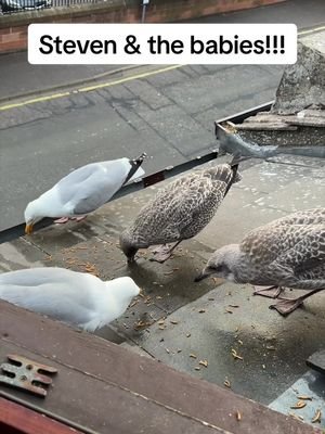 This seagull window is gonna get very crowded, very fast 😂 I’m soo happy they both made it over safely! ❤️ #fyp #foryou #seagull #birds #feedingsteven