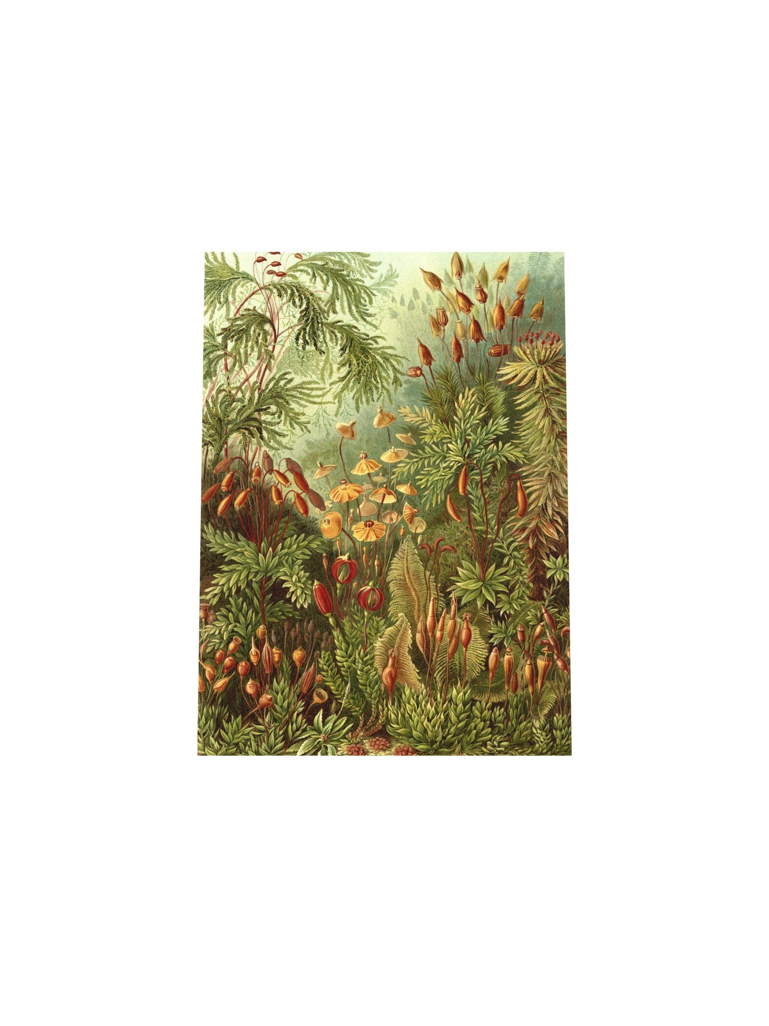 Mosses Antique Botanical Art Print product image (10)