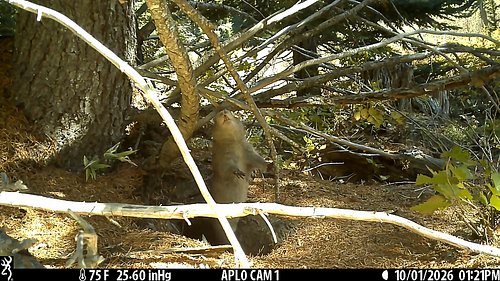 Aplodontia rufa, commonly known as the mountain beaver. Despite its name, the mountain beaver is not a beaver, but a reclusiv...