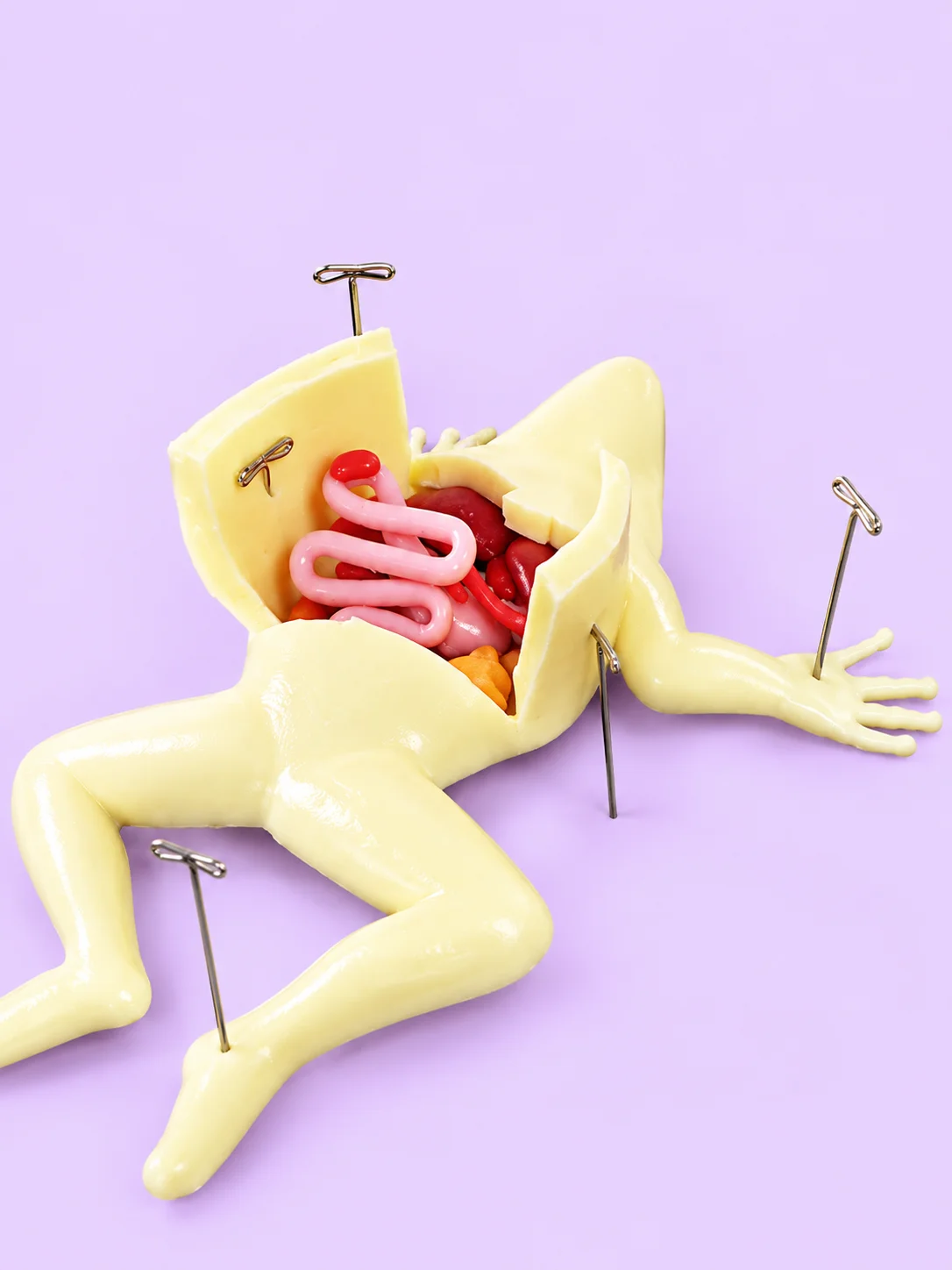Anatomically Acurate Dissection Models (Piglet and Frog) product image (3)